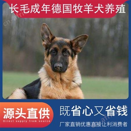 长毛成年德国牧羊犬养殖 毛长4－6cm 发货方式公路运输