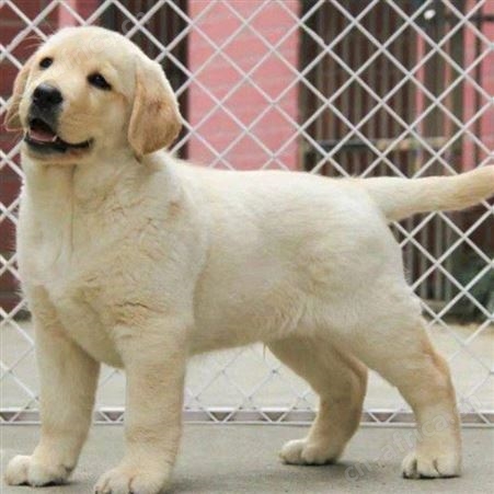 萌宠拉布拉多犬 聪明伶俐 看家护院犬养殖 肌肉发达易养活