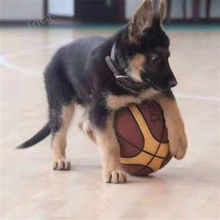 长期供应大型成年改良德国黑背牧羊犬 适应能力强