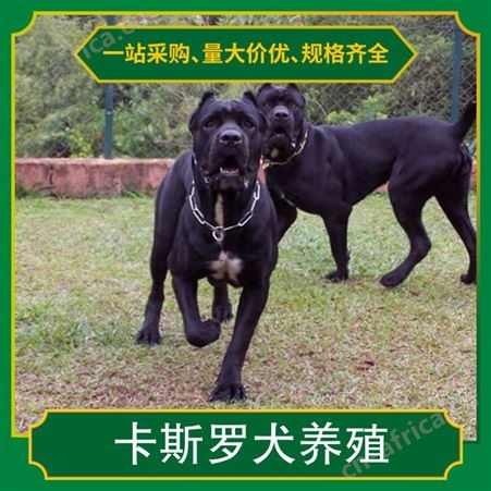 卡斯罗犬养殖 公母均有 品种卡斯罗犬 胸围48 体长60cm