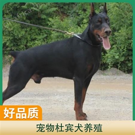 宠物杜宾犬养殖 品种杜宾犬 养殖方式散养 特点抗粗放管理