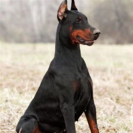 家养纯种美系德系杜宾幼犬 护卫犬 迷你幼崽 宠物狗狗活物