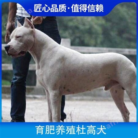 育肥养殖杜高犬 公母均有 品种杜高犬 胸围19cm 体长70cm
