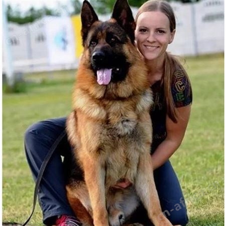 自然散养大骨架成年德国牧羊犬 生长速度快 体格健壮 明茂