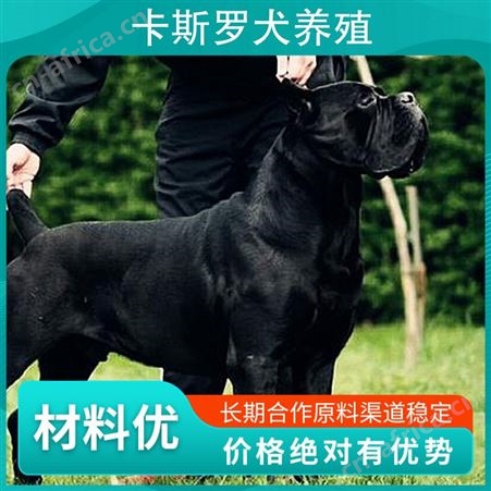卡斯罗犬养殖 公母均有 品种卡斯罗犬 胸围48 体长60cm