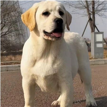 萌宠拉布拉多犬 聪明伶俐 看家护院犬养殖 肌肉发达易养活