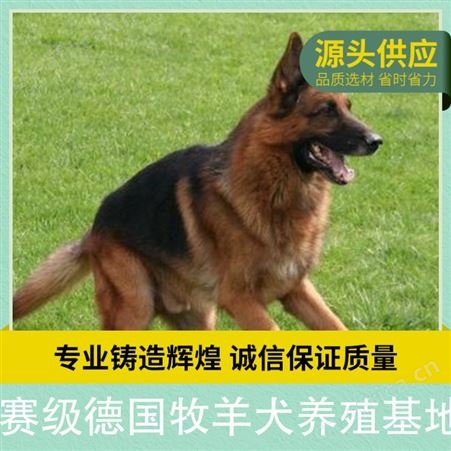 赛级德国牧羊犬养殖基地 品种德国牧羊犬 性别公母