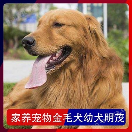 家养宠物金毛犬幼犬明茂 公母均有 品种金毛犬 体型大型