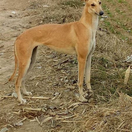 农家养殖青年格力犬 采食性广 耐粗饲 提供技术指导