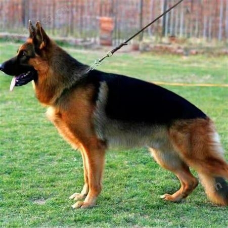 农家养殖德国牧羊犬 纯种德牧幼犬 体型匀称 采食性广 耐粗饲