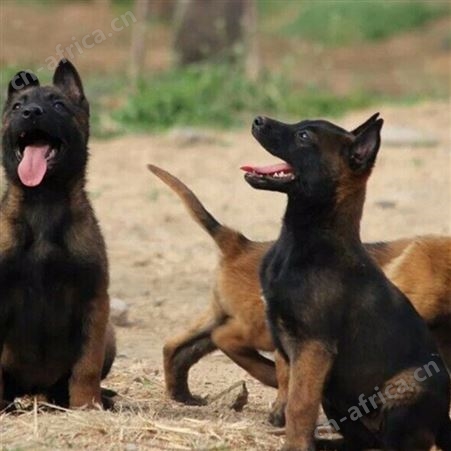 散养育肥马犬幼崽 生长快 采食性广 耐粗饲 明茂养殖