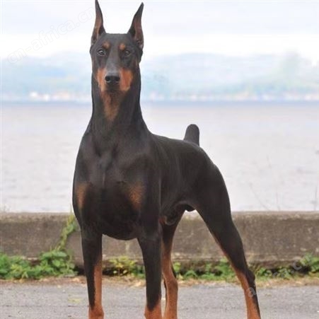 家养纯种美系德系杜宾幼犬 护卫犬 迷你幼崽 宠物狗狗活物