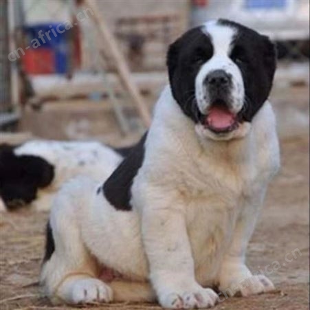 双血统中亚牧羊犬养殖 幼犬科学饲养 肌肉发达 明茂
