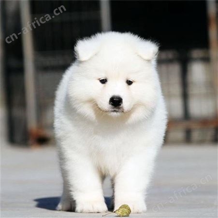 阿拉斯加雪橇犬 出售纯种阿拉斯加犬 体系完整适应性强