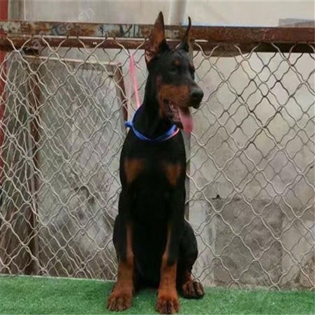 双血统改良杜宾犬养殖 大型成年犬 动作敏捷 四肢有力