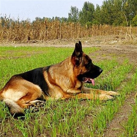 德牧犬养殖基地 活体销售 黑背牧羊犬幼犬 饲养简单 明茂