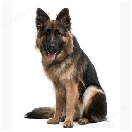 长期供应德国牧羊犬 纯种德牧幼犬 抗病能力强 饲养简单