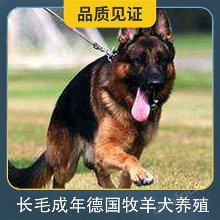 长毛成年德国牧羊犬养殖 体长65cm 品种德国牧羊犬