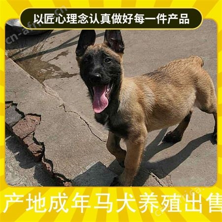 产地成年马犬养殖出售 体高16cm 体型中型 年龄2至6个月