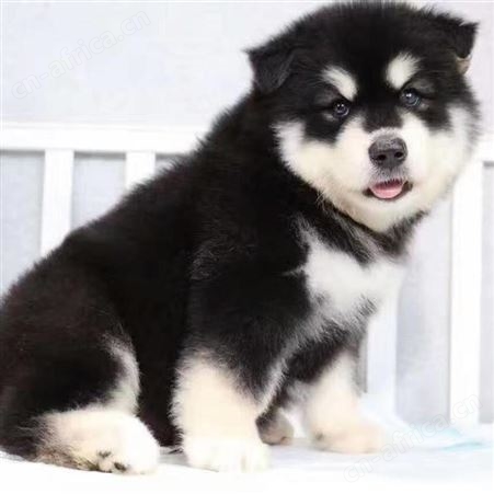 成年阿拉斯加犬 育肥养殖 体长100cm 抗病力强 货源充足