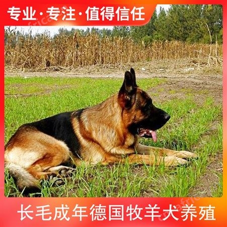长毛成年德国牧羊犬养殖 毛长4－6cm 发货方式公路运输