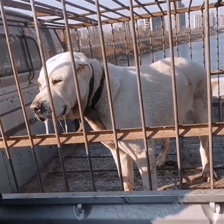 自然散养中亚牧羊犬幼崽 活体出售 适应能力强