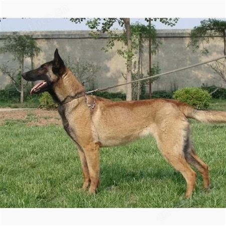 纯种马犬 活体立耳宠物幼犬 双血统 饲养简单 体格健壮