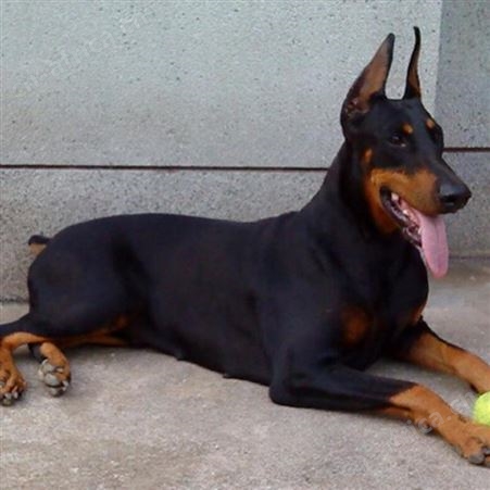 血统杜宾幼犬 德系立耳3个月杜宾犬 适应能力强 明茂