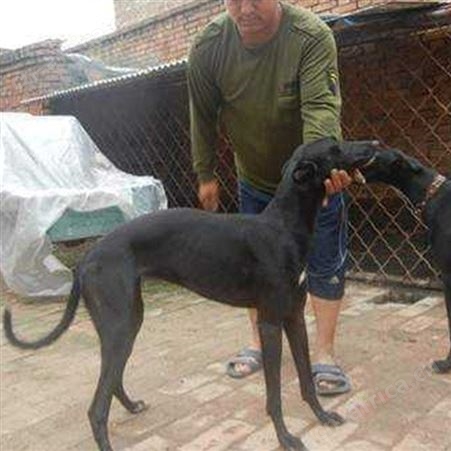 农家养殖青年格力犬 采食性广 耐粗饲 提供技术指导