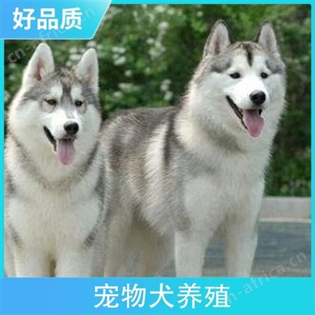 宠物犬养殖 胸围25cm 体高55cm 体长66cm 免疫驱虫已做