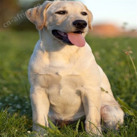 出售纯种拉布拉多犬 小型长毛巡回犬 温顺听话 饲养简单