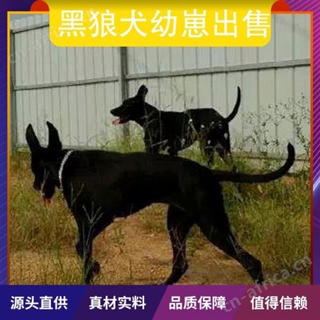 黑狼犬幼崽出售 公母均有 免疫驱虫已做完 体长96cm