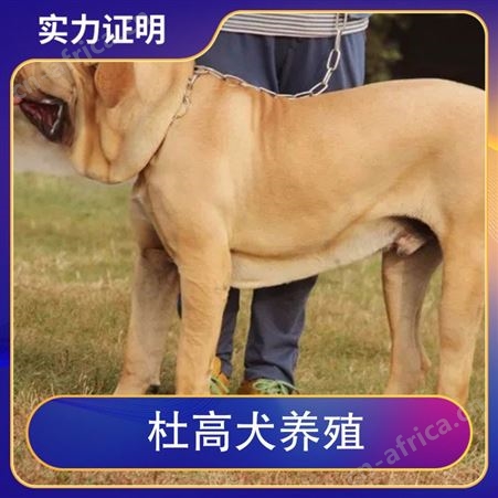 杜高犬养殖基地 性别公母 免疫驱虫已做完 年龄2-6