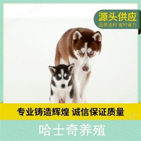 哈士奇养殖注意事项 公母均有 品种哈士奇犬 胸围34cm