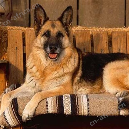 德牧犬养殖基地 活体销售 黑背牧羊犬幼犬 饲养简单 明茂