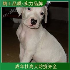 成年杜高犬防疫齐全 体高55cm 数量888 毛色白色