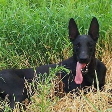 大骨架护院黑狼犬 大型双血统护卫犬 体格健壮 生长速度快