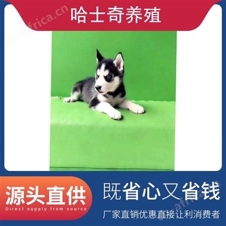 哈士奇养殖注意事项 公母均有 品种哈士奇犬 胸围34cm