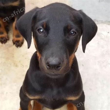 大骨架护院黑狼犬 大型双血统护卫犬 科学饲养 提供技术指导