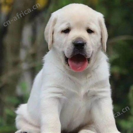 出售纯种拉布拉多犬 小型长毛巡回犬 温顺听话 饲养简单