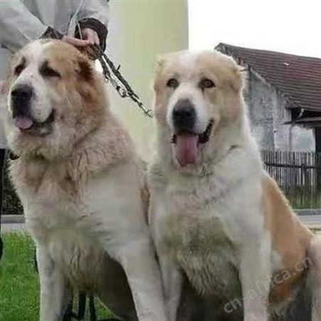散养大体型中亚牧羊犬 双血统宠物犬 体格健壮 适应能力强