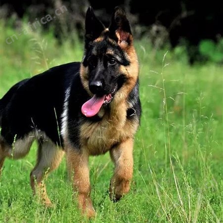 活体德牧犬 赛级德国牧羊犬养殖基地 免疫驱虫已做