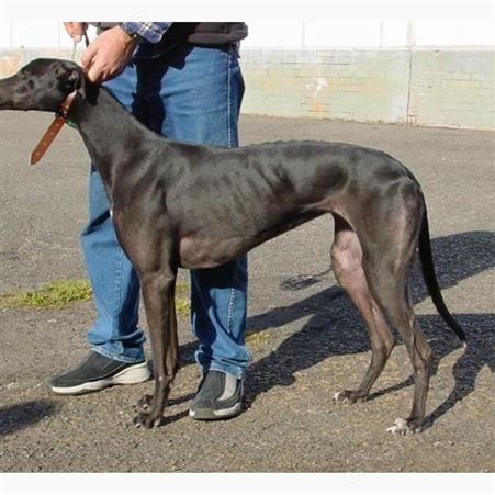 格力犬 养殖基地 活体家养猎兔犬 已做防疫驱虫 温顺听话