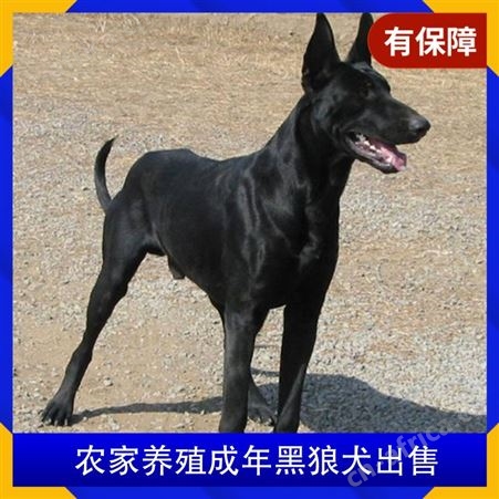 农家养殖成年黑狼犬出售 年龄幼年 体长105cm 免疫驱虫已做完