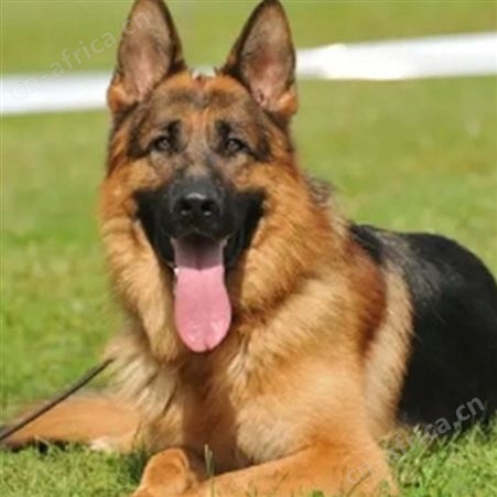 成年黑背德国牧羊犬 大体型护卫工作犬 四肢有力 行动敏捷