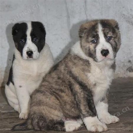 科学养殖成年宠物中亚牧羊犬 体型高大 采食性广 耐粗饲