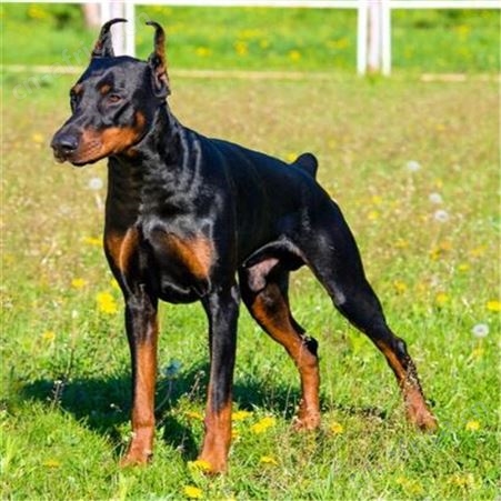 双血统改良杜宾犬养殖 大型成年犬 动作敏捷 四肢有力