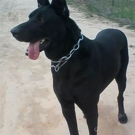 散养种黑狼犬三个月幼犬 行动敏捷 尾巴细长笔直 明茂