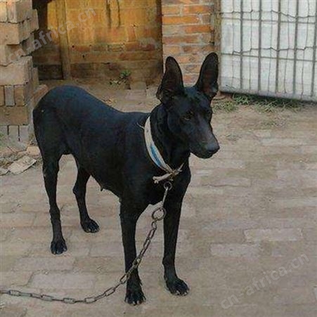 自然散养成年黑狼犬 巨型宠物犬 科学饲养 提供技术指导