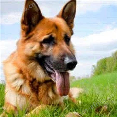 长期供应大型成年改良德国黑背牧羊犬 适应能力强